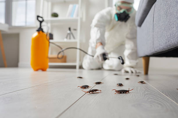 Affordable Termite Control solutions in Lockwood, MT